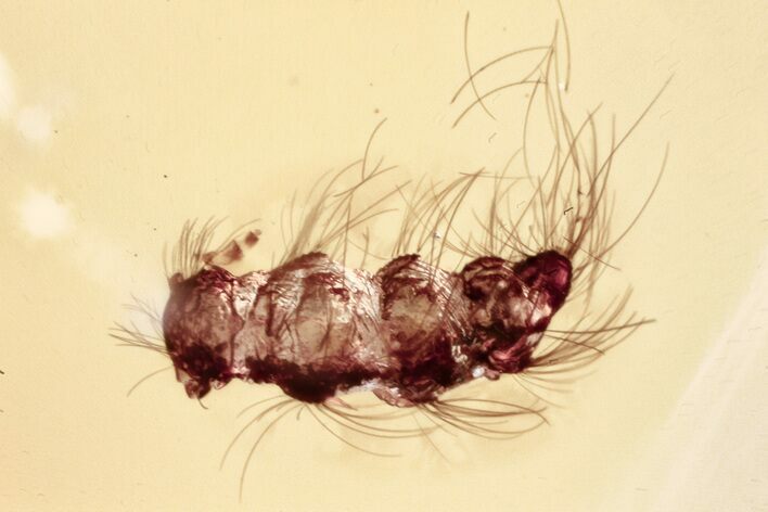 Detailed Fossil Soft Millipede (Polyxenidae) in Baltic Amber #346638